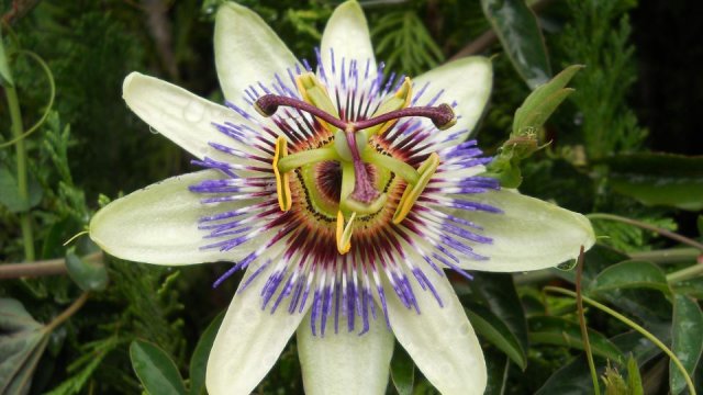 passiflora in un giardino a Custoza